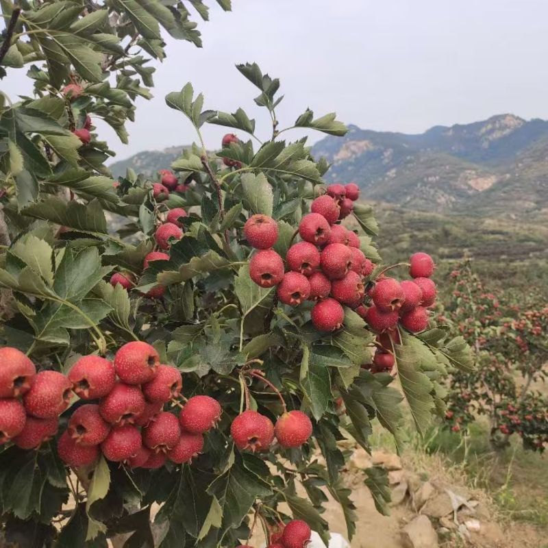 大金星山楂口感酸甜鲜山楂大量有货可视频看货