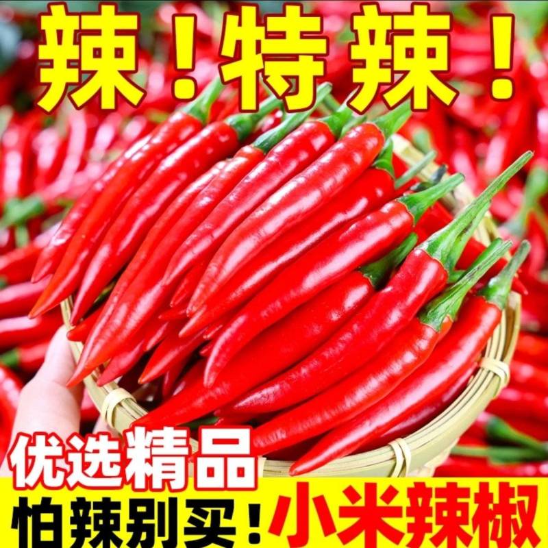 小米椒新鲜现摘特辣尖椒薄皮土红辣椒近金乡产地直营！