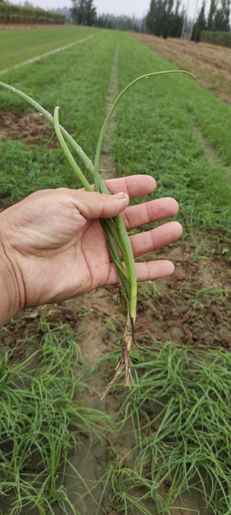 2025年新洋葱苗上市了红皮洋葱苗栽苗子欢迎来电