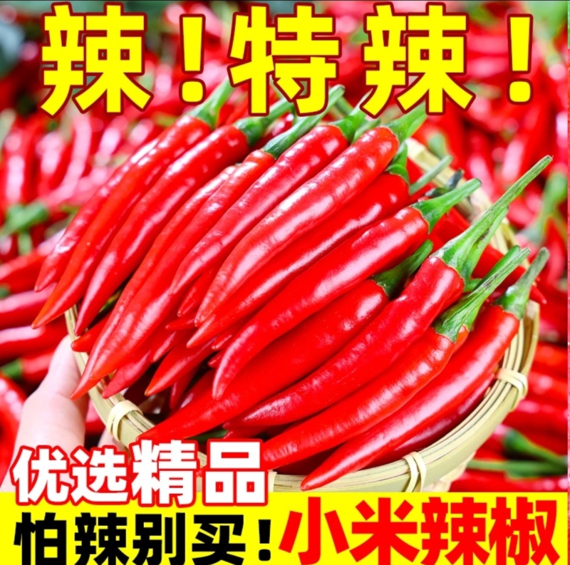 小米椒新鲜现摘特辣尖椒薄皮土红辣椒近金乡产地直营！
