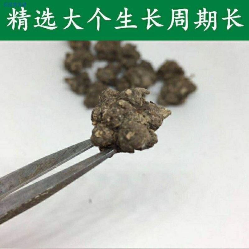 『无中间商』安徽猫爪草批发自种自卖量大价优欢迎咨询