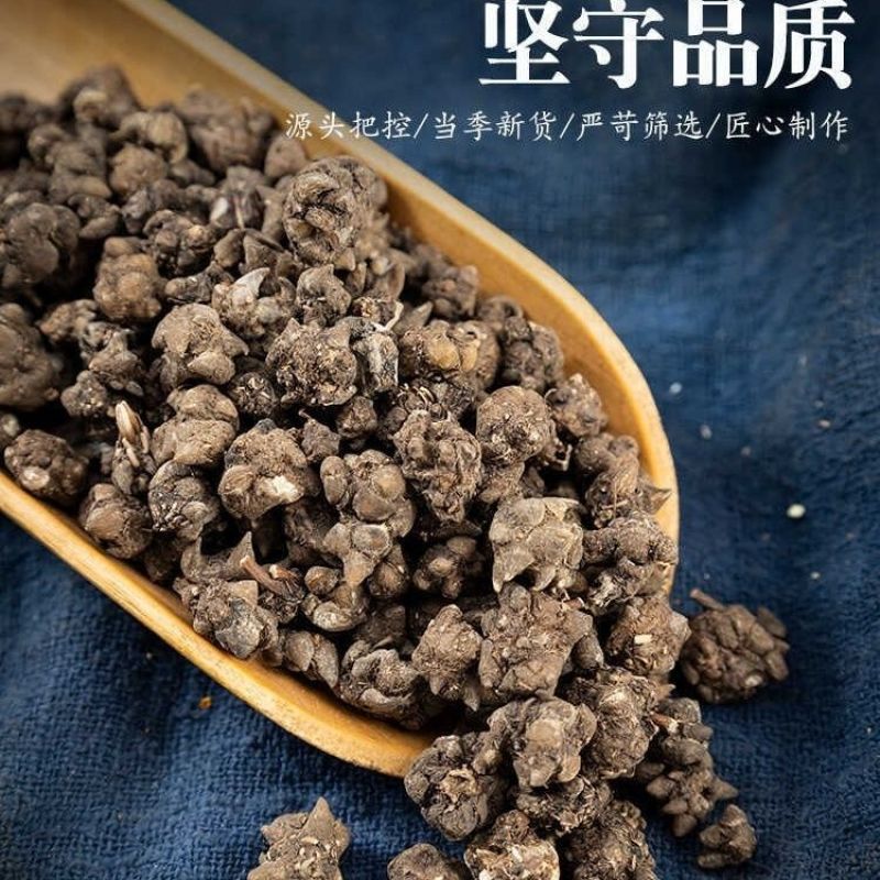『无中间商』安徽猫爪草批发自种自卖量大价优欢迎咨询