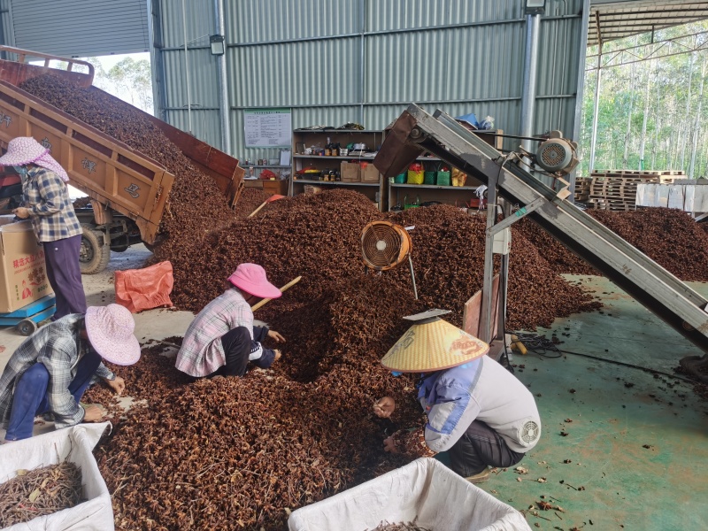 广西大红八角大量接单产地直发量大从优欢迎来电