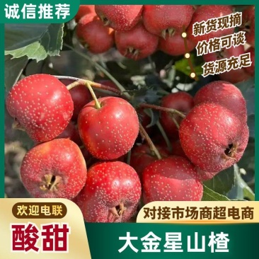 大金星山楂口感酸甜鲜山楂大量有货可视频看货