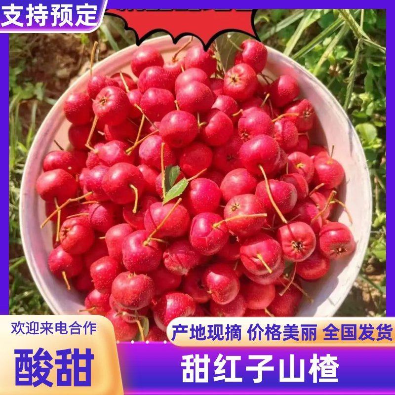甜红子山楂山东沂源产地直发新鲜樱桃山楂市场批发电商