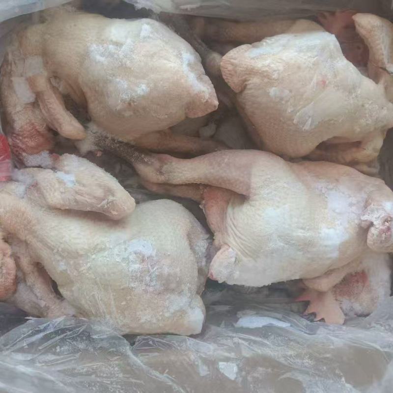 一级青脚麻公
