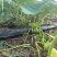 湖南宁远600亩基地露天贝贝南瓜