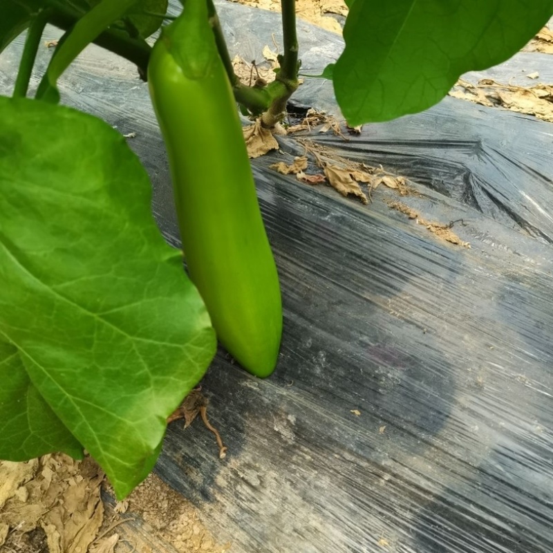 长茄子现摘发货现摘现发新鲜青茄子青皮茄子