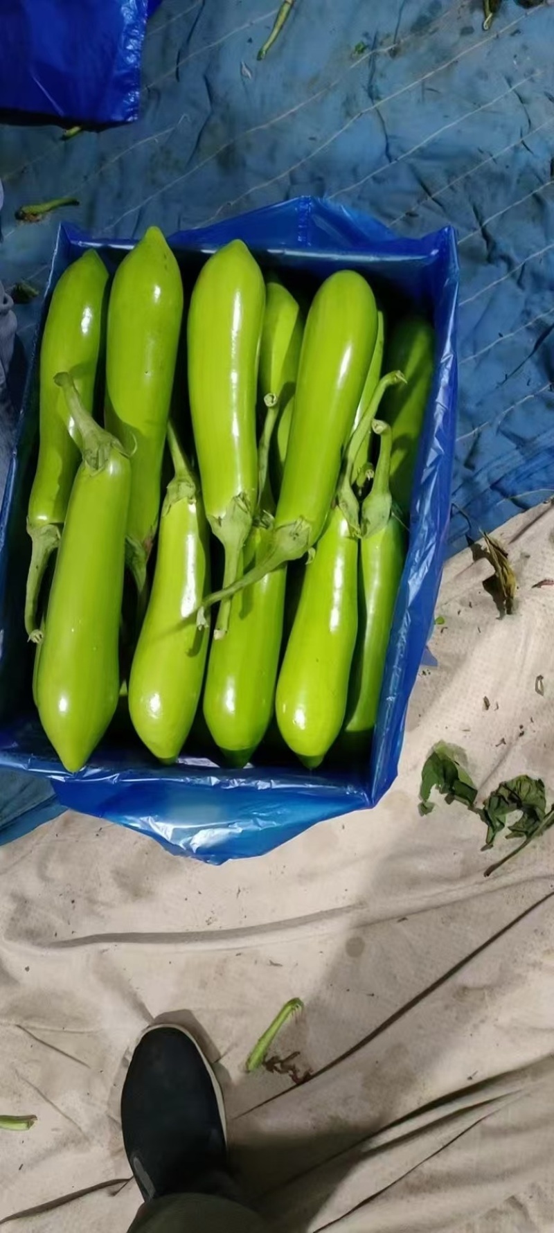 长茄子现摘发货现摘现发新鲜青茄子青皮茄子