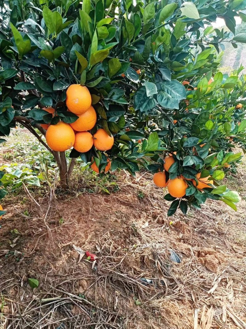 纽荷尔脐橙