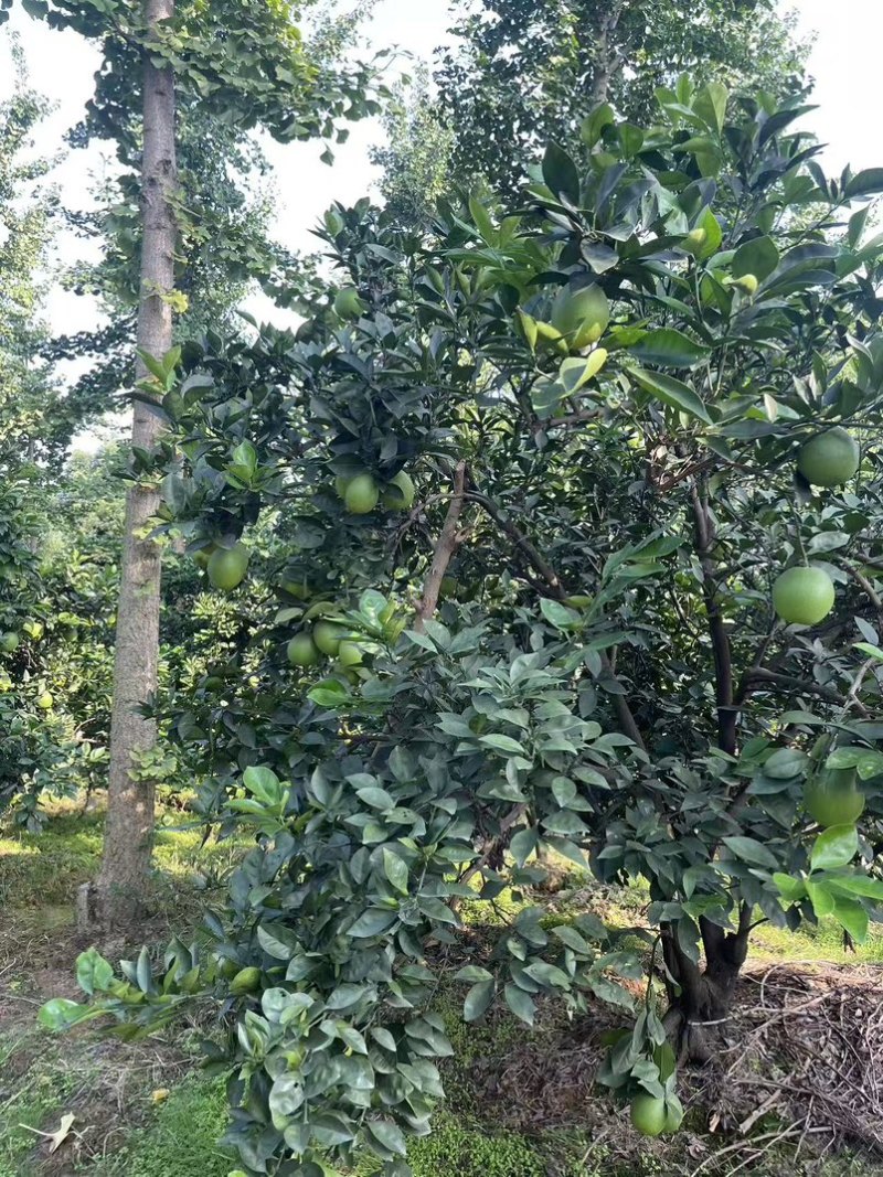纽荷尔脐橙