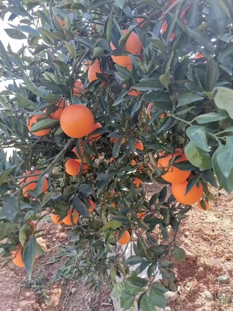 纽荷尔脐橙