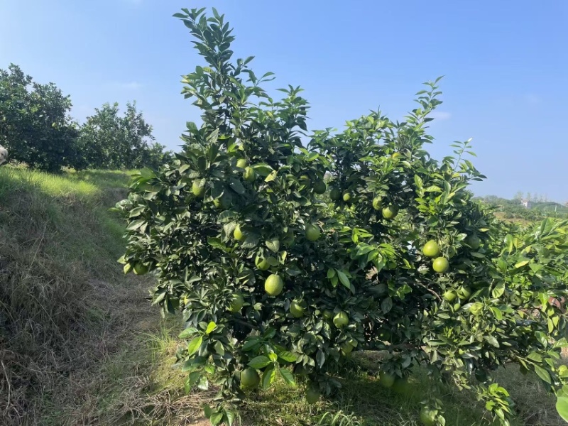 纽荷尔脐橙