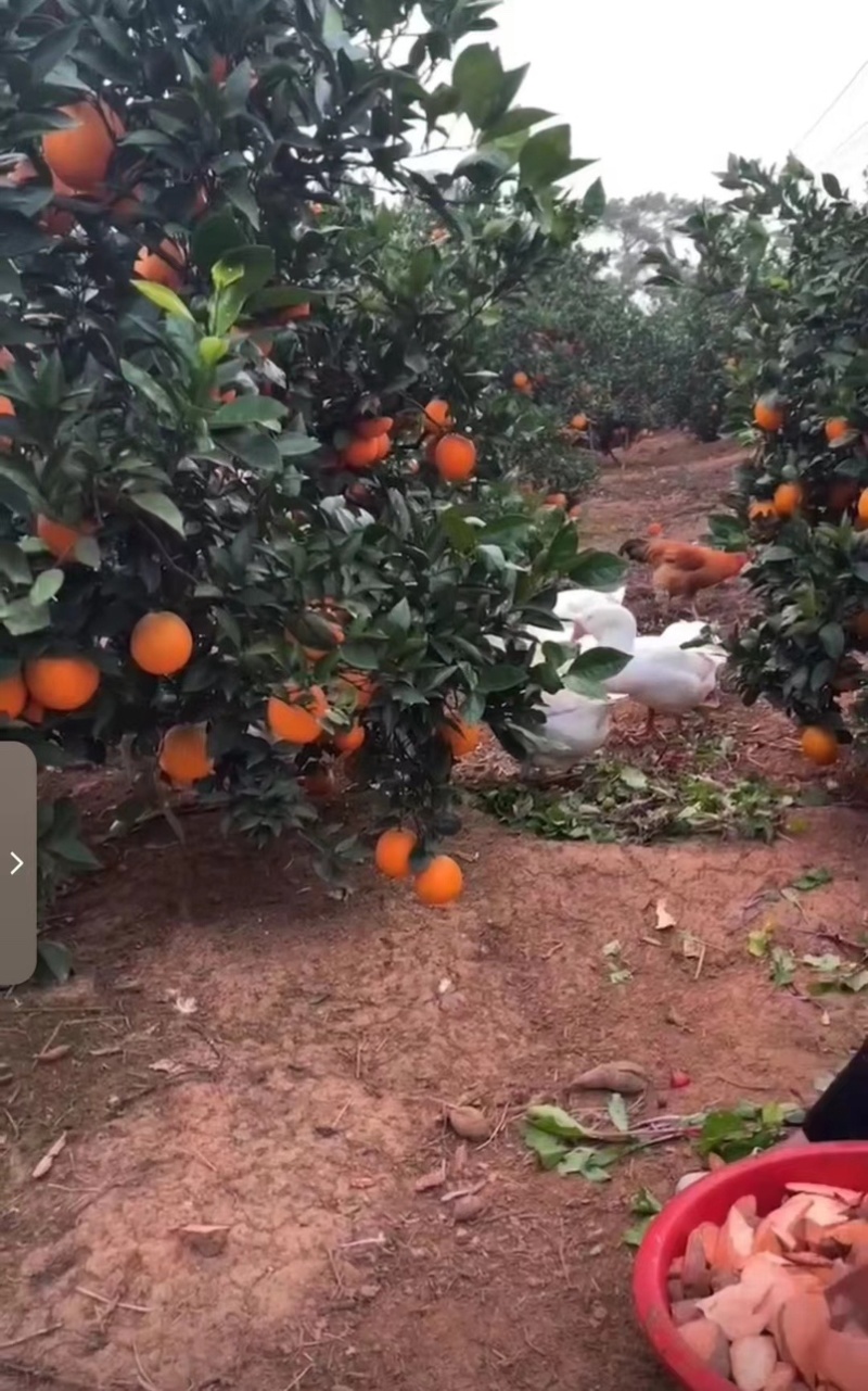 纽荷尔脐橙