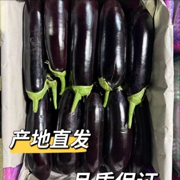 紫茄子烧烤茄子新鲜长茄子南通产地现摘现发