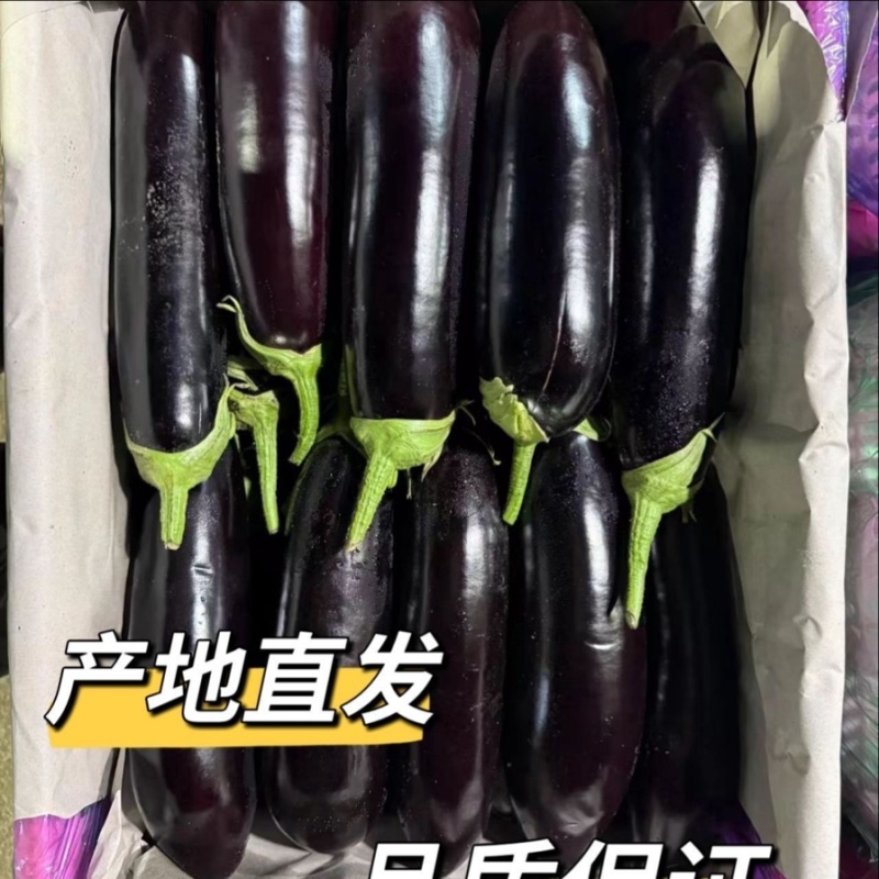 紫茄子烧烤茄子新鲜长茄子南通产地现摘现发