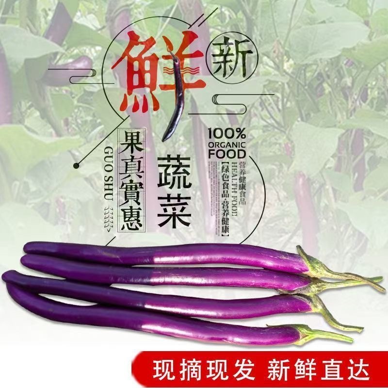 新鲜线茄子细长紫茄子线茄江苏南通基地直发