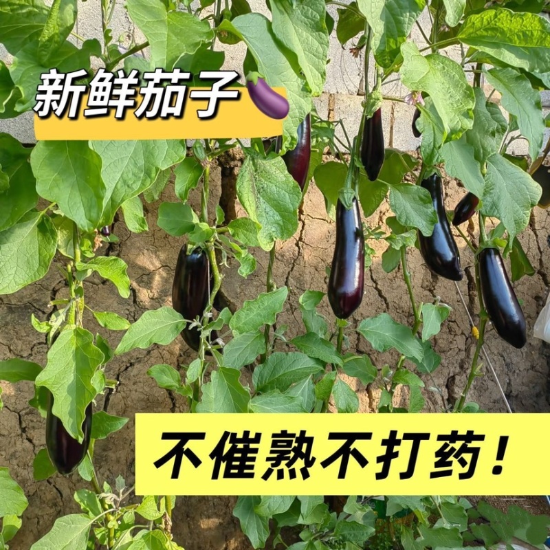 紫茄子烧烤茄子新鲜长茄子南通产地现摘现发