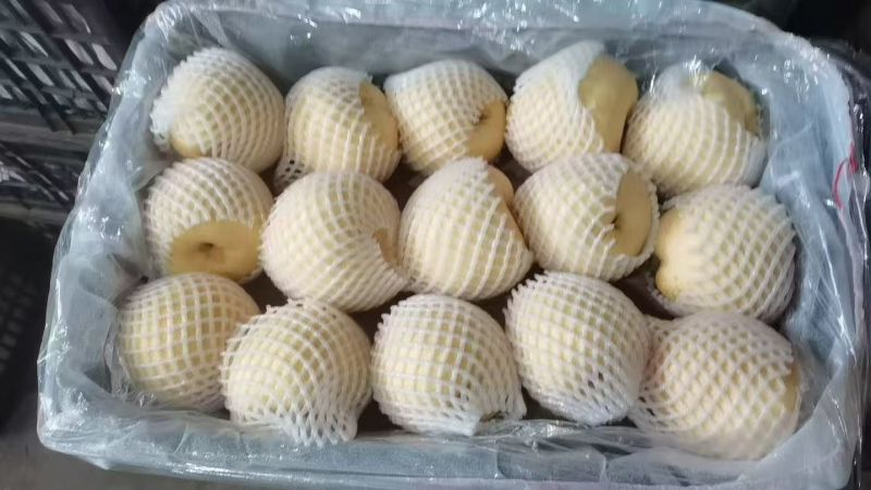 酥梨冷库酥梨批发贡梨批发