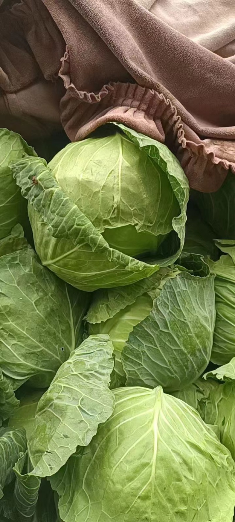 邯郸蔬菜本地甘蓝大量上市，精品甘蓝，河北包菜，烂菜包赔