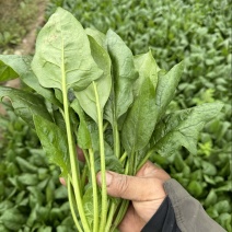 精品大叶菠菜，菠菜
