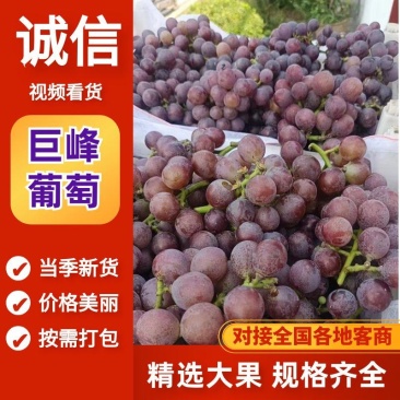 巨峰葡萄山东淄博葡萄，新鲜采摘精品葡萄保质保量