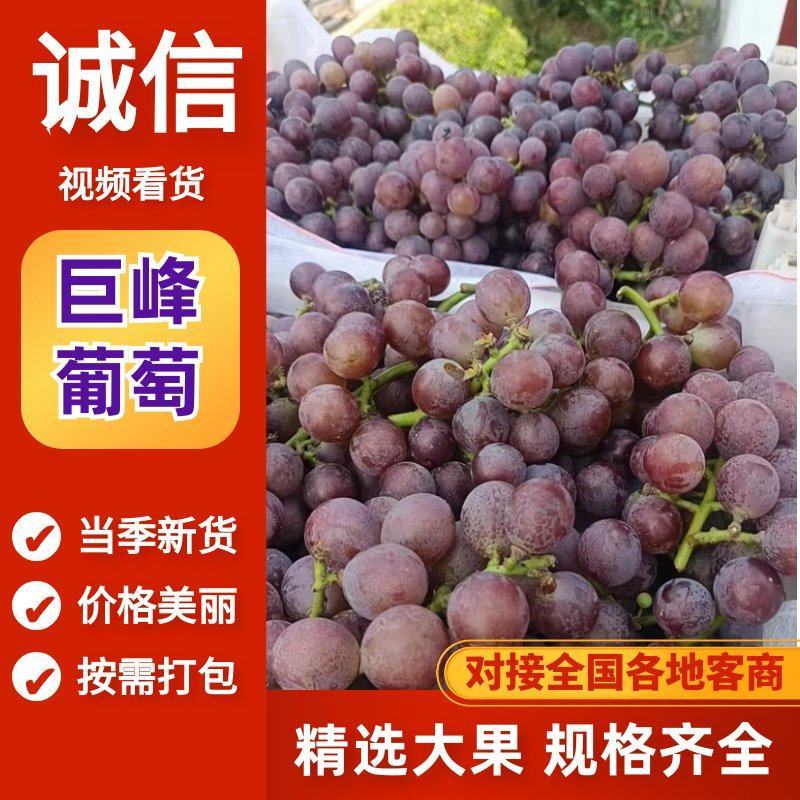巨峰葡萄山东淄博葡萄，新鲜采摘精品葡萄保质保量