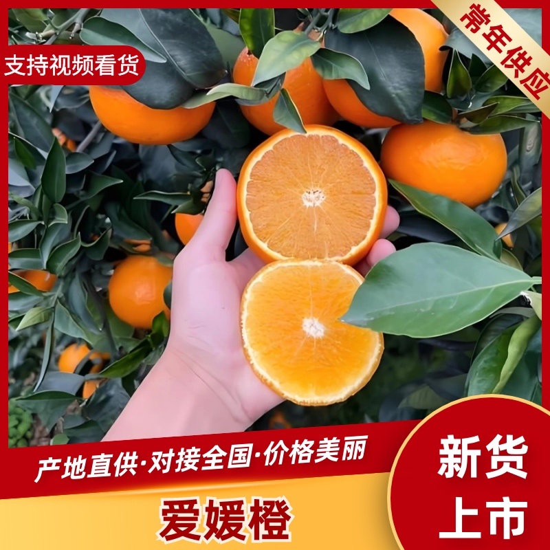 爱媛38号产地直供，价格实惠，欢迎对接合作。