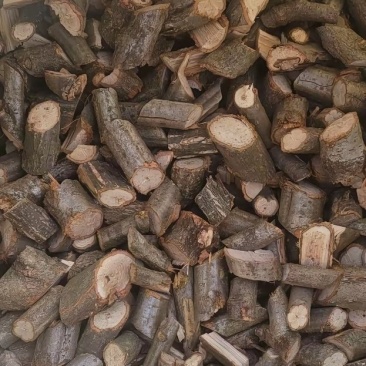 天麻蜜环菌青杠木枝条成品