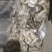 岷县当归头片、中心片、自家现切、无硫、绿色产品！