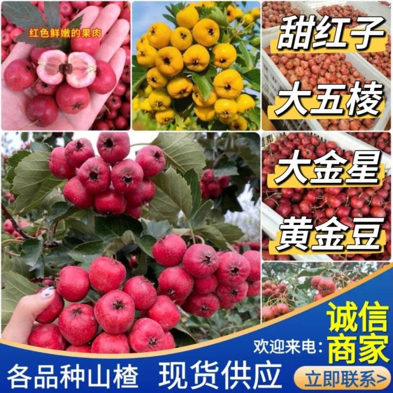 【现摘现发】甜红子/大五棱/大金星/黄金豆/规格品种齐全