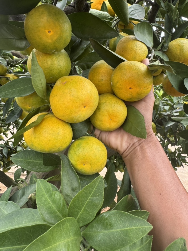 看！湖南蜜橘对接市场，洗果打蜡分级
