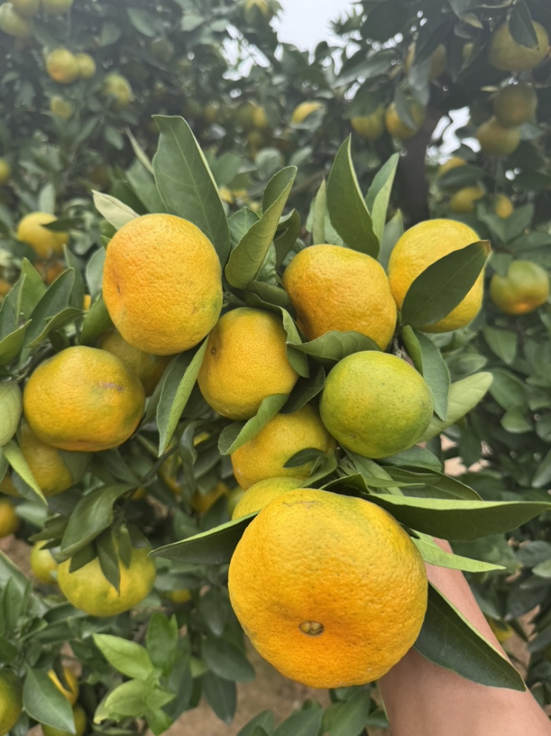看！湖南蜜橘对接市场，洗果打蜡分级