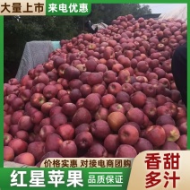 苹果红星苹果大量上市，量大价格从优、甜脆嘎嘎脆