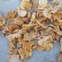 羊肚耳又名沙尔农场直销大量现货欢迎加工厂电商合作