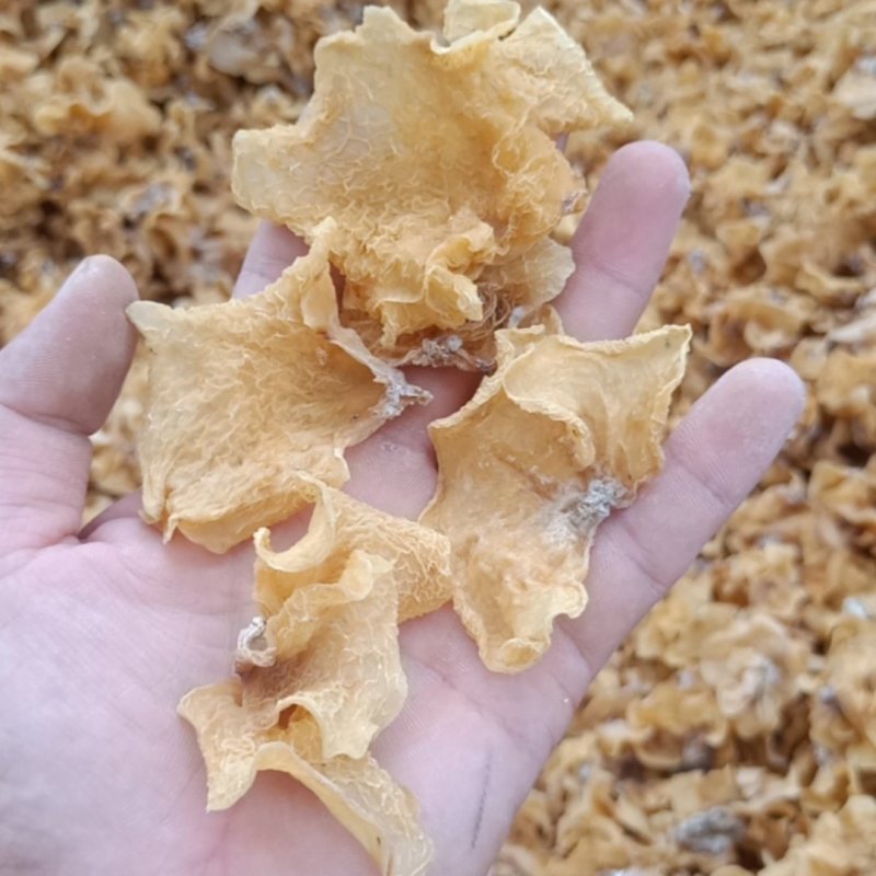 羊肚耳又名沙尔农场直销大量现货欢迎加工厂电商合作