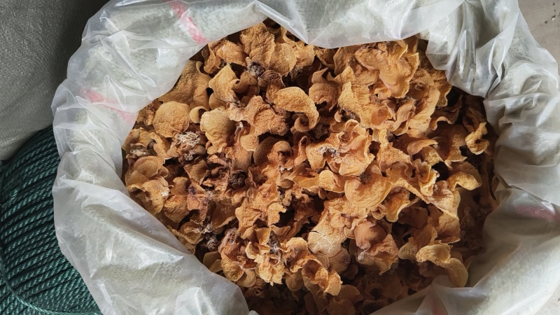 羊肚耳又名沙尔农场直销大量现货欢迎加工厂电商合作