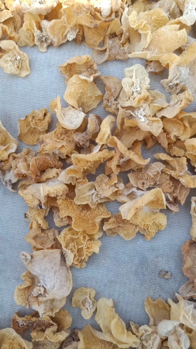 羊肚耳又名沙尔农场直销大量现货欢迎加工厂电商合作