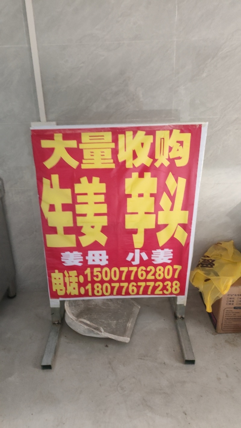 广西红芽芋