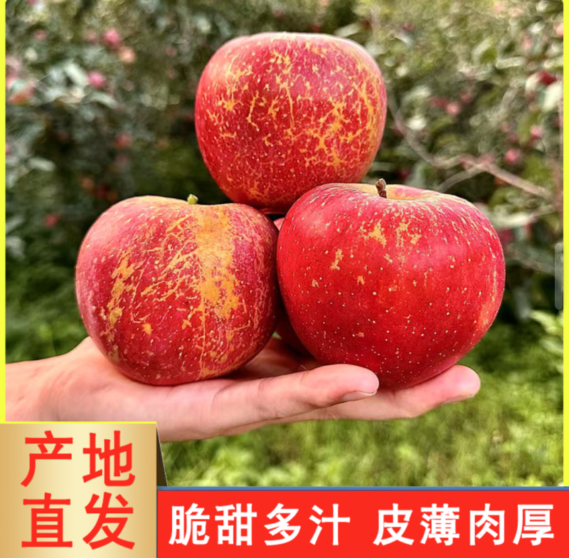 正宗昭通冰糖心丑苹果产地直发