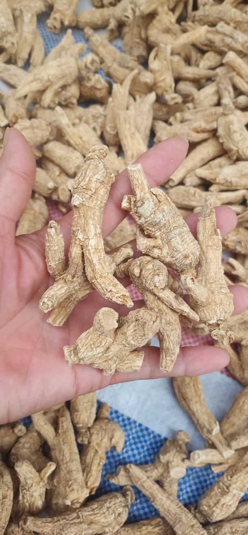 西洋参