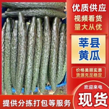 山东莘县密刺黄瓜，一级二级三级