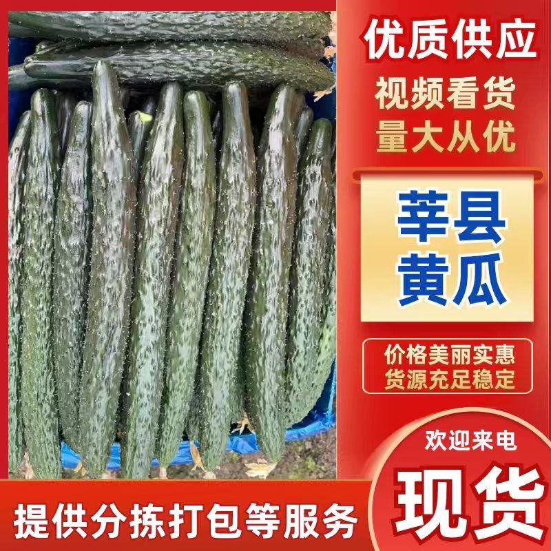 莘县密刺黄瓜，供应黄瓜，超市，农贸市场，电商黄瓜