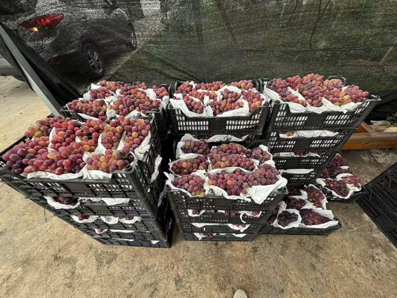 巨玫瑰葡萄，8万斤，有兴趣老板来赚钱