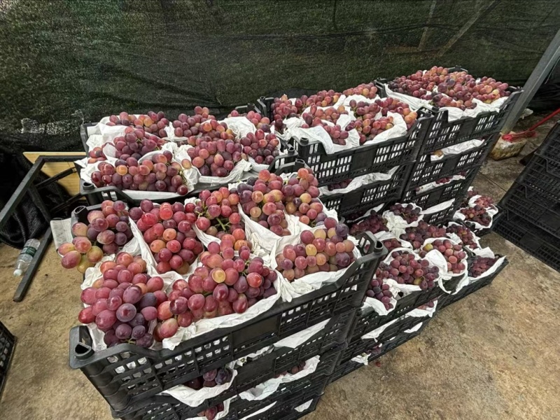 巨玫瑰葡萄，8万斤，有兴趣老板来赚钱