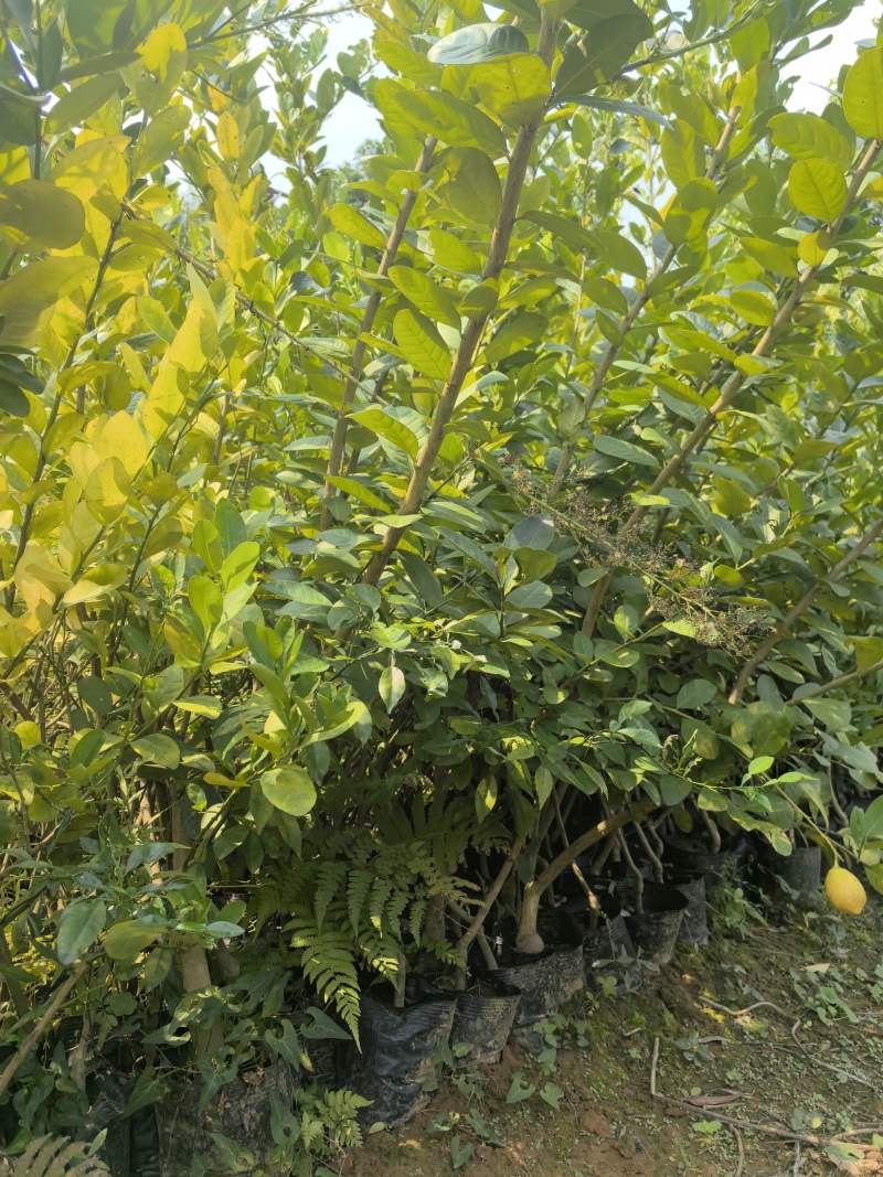 3年杯苗柠檬苗特价处理量大从优产地直发一手货源