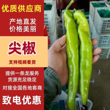 尖椒辣椒产地直供！货源充足！量大从优！