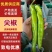 尖椒辣椒产地直供！货源充足！量大从优！