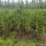 侧柏苗，山东万亩苗木致富