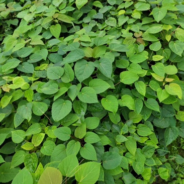 山桐子